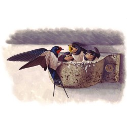 nido golondrina comun